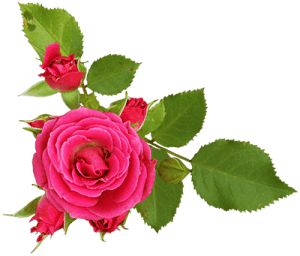 Роза - розовая с листьями